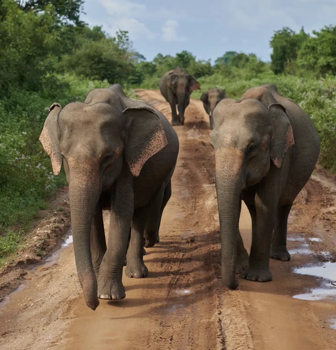 DerTour Foundation UK: elephants on a track, representing the conservation and animal-welfare work it funds.